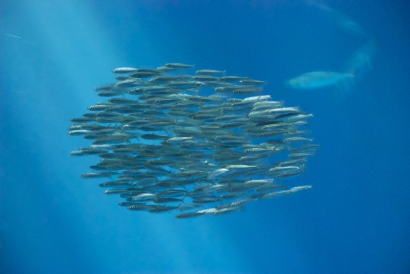Otomobilport.com.tr.Toyota.sardine_ball